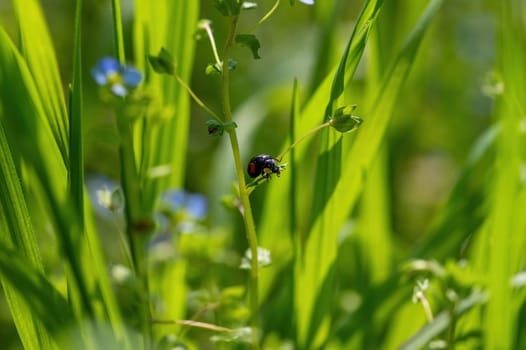 Black - red ladybug ( Coccinellidae ) on a plant in green nature