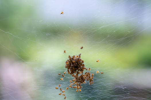Many newly hatched spider babies in the web against a green background