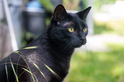 Head of a black cat with grass