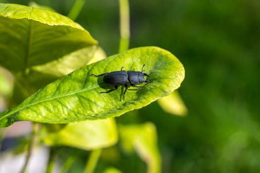A bark beetle (Dorcus parallelipipedus) also called the dwarf stag beetle, on a green leaf in nature