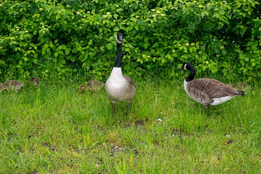 Family of Canada geese ( Branta canadensis ) with goslings in green grass in the nature