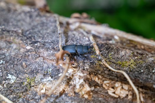 A bark beetle (Dorcus parallelipipedus), also known as the dwarf stag beetle, on a tree trunk leaf in nature
