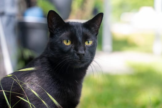 Head of a black cat with grass