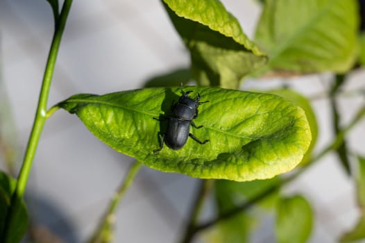 A bark beetle (Dorcus parallelipipedus) also called the dwarf stag beetle, on a green leaf in nature