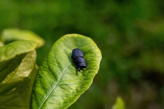 A bark beetle (Dorcus parallelipipedus) also called the dwarf stag beetle, on a green leaf in nature