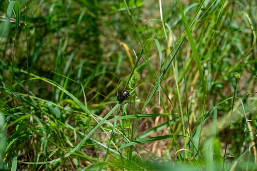 Shimmering common rose beetle ( Cetoniinae ) on blade of grass with copy space