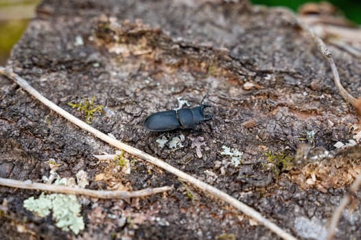 A bark beetle (Dorcus parallelipipedus), also known as the dwarf stag beetle, on a tree trunk leaf in nature