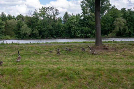 Many Canada geese ( Branta canadensis ) on a green meadow near the river bank