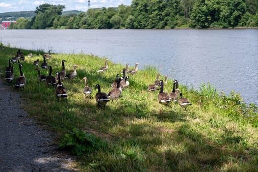 Many Canada geese ( Branta canadensis ) in the green grass in the wild, on the bank of a river
