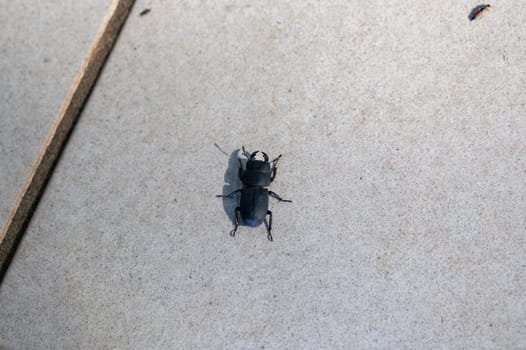 A bark beetle (Dorcus parallelipipedus), also known as the dwarf stag beetle, on patio tiles
