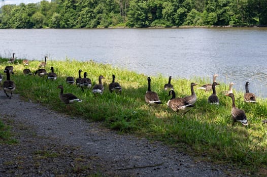 Many Canada geese ( Branta canadensis ) on a green meadow near the river bank