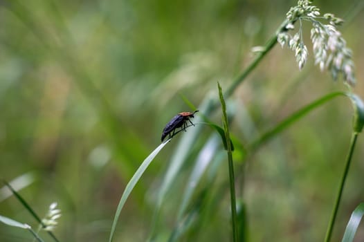 Red-necked Silphium beetle ( Oiceoptoma thoracicum ) on a blade of grass in green nature