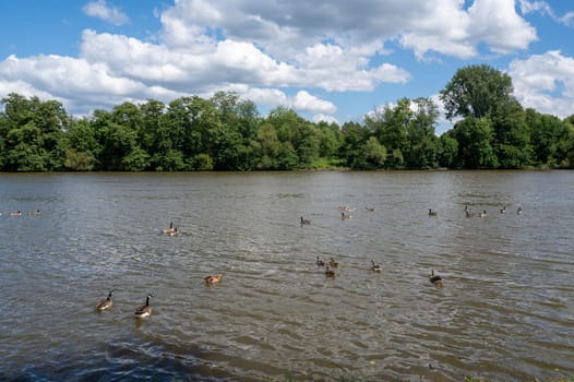 Many Canada geese ( Branta canadensis ) swimming in the water near the river bank with blue sky and clouds
