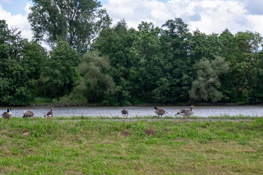Many Canada geese ( Branta canadensis ) on a green meadow near the river bank