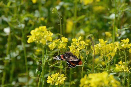 An Admiral butterfly ( Vanessa atalanta ) sits among yellow mustard flowers in a field