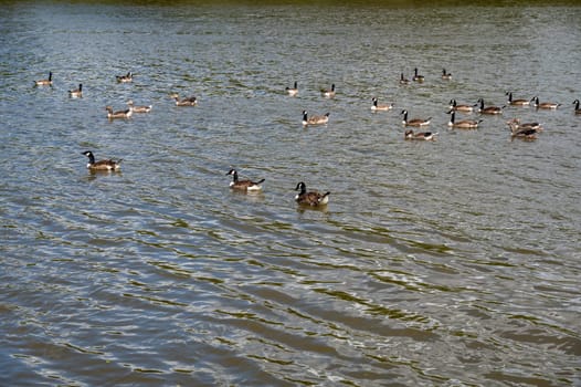 Many Canada geese ( Branta canadensis ) swimming in the water near the river bank