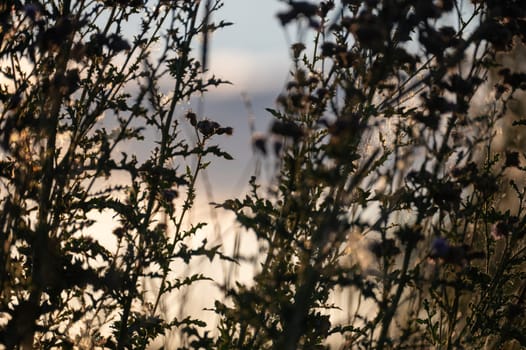 Plants in a meadow in the light of the evening sun