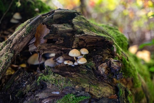 A few mushrooms in a forest