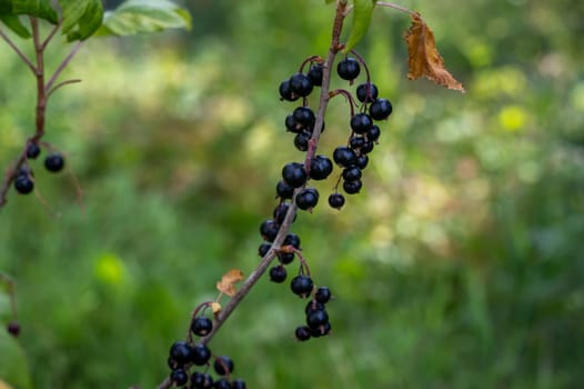 Ripe black currants on a bush in the green garden