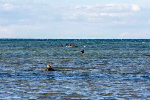 Cormorant birds ( Phalacrocoracidae ) sitting on a large stone on the Baltic Sea coast on the island of Poel near Timmendorf, Germany