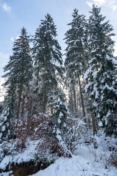Snow covered fir trees in a forest with blue sky in winter time