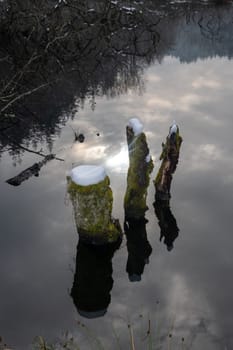 Some tree trunks in the water of a lake, covered with snow and with reflections in the water and sunlight