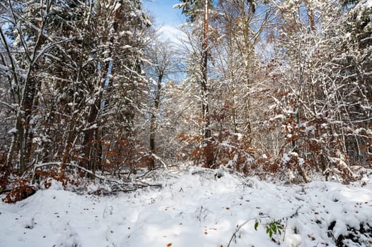 Snow covered trees in a forest with blue sky in winter time