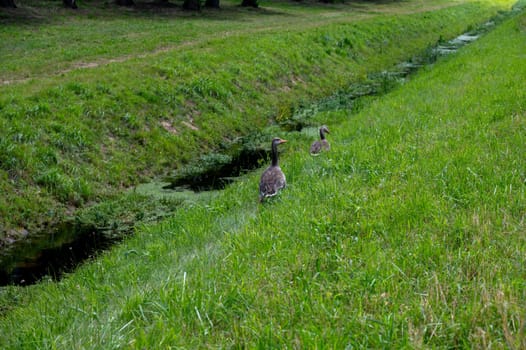 Two geese in green nature, with grass and water