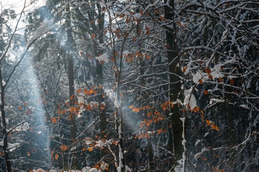 Snow covered branches of a tree in the forest, with autumn leaves