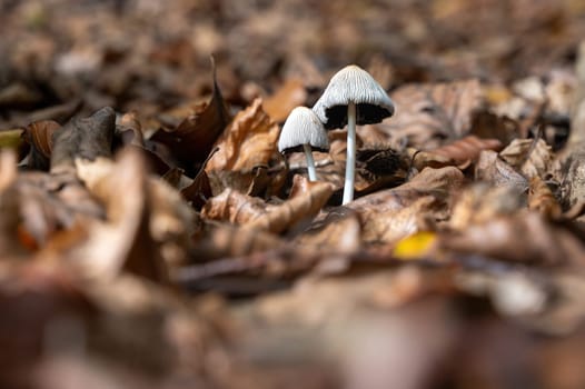 Mushrooms between brown autumn leaves,Mushrooms between brown autumn leaves