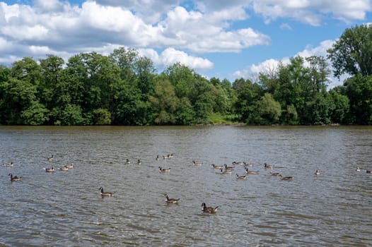 Many Canada geese ( Branta canadensis ) swimming in the water near the river bank with blue sky and clouds
