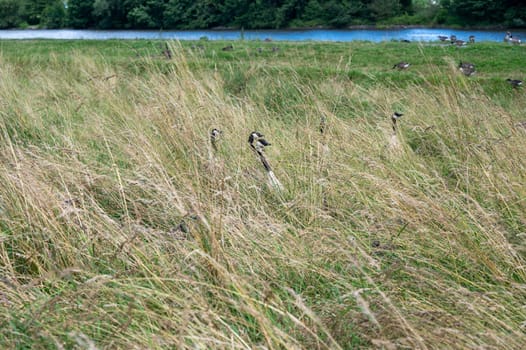 Some Canada geese ( Branta canadensis ) and their chicks almost hidden in the tall grass in a meadow on the river bank