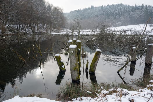 A small lake with some tree trunks in the water, with forest and reflections in the water, with snow in winter