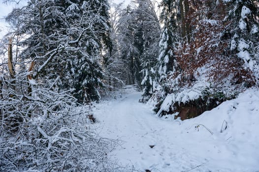 Field path in the forest with lots of snow
