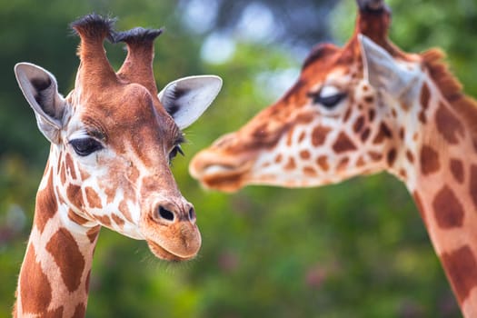 Close-up photography of two giraffe heads in the nature