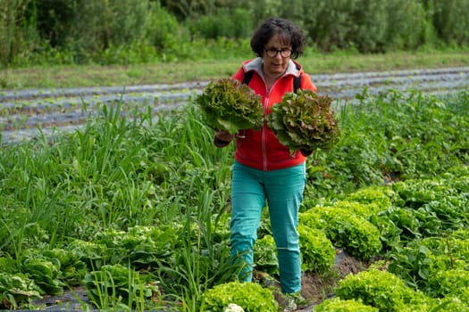 a woman farm worker picking salad on field