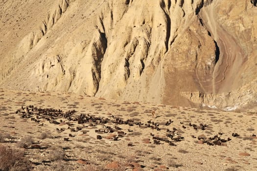 Many black goats and their herder in the dry, desertlike landscape of Mustang, between Muktinath and Kagbeni, Annapurna Circuit Trek, Nepal 2022