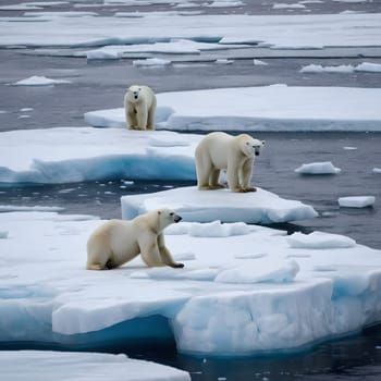 large dangerous polar bears on an ice floe in the Arctic