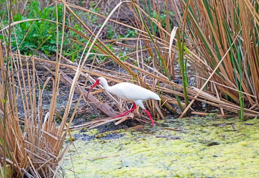 White Ibis Walking Through the Marsh in Brazos Bend State Park in Texas