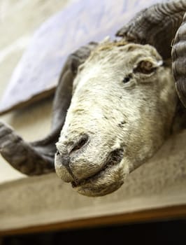 Detail of decoration with a skull of a dead animal, taxidermy