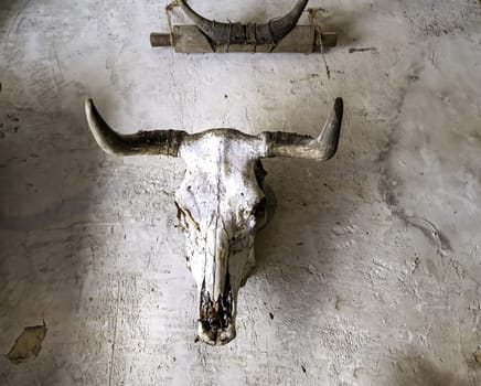 Detail of decoration with a skull of a dead animal, taxidermy