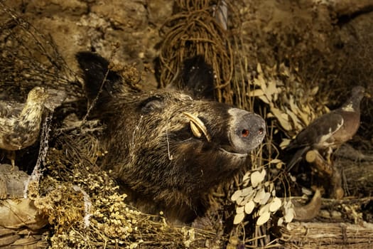 Detail of stuffed and decorative animal head