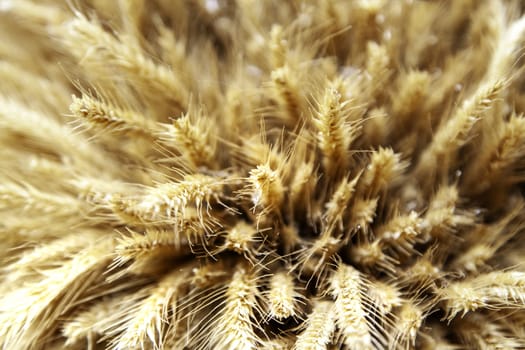 Detail of dry cereal in a field, healthy food, vegan