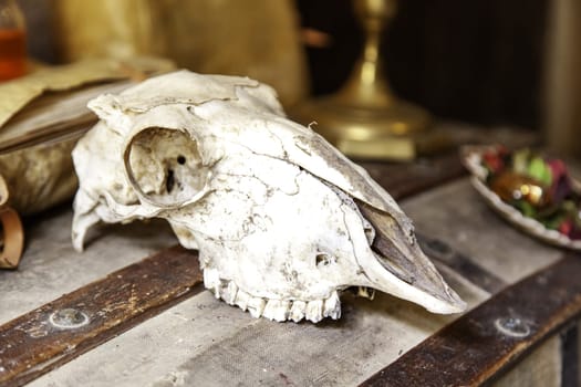 Detail of decoration with a skull of a dead animal, taxidermy