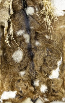 Detail of dead animal skin, decoration and coat