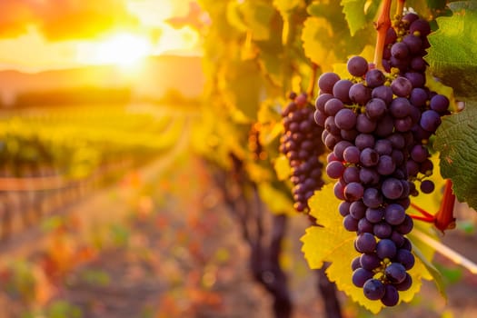 Red grapes on the vineyard. Vine grape fruit plants outdoors by sunset. AI generated