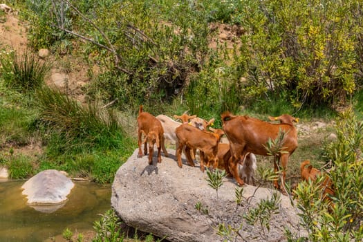 Granada, Spain: April 19, 2024: Goats in a farm in Andalucia, Granada, Spain