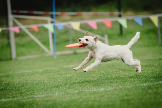 A dog is jumping to keep a freesbee. The sport is named : disc dog