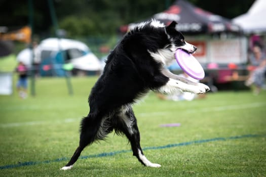 A dog is jumping to keep a freesbee. The sport is named : disc dog