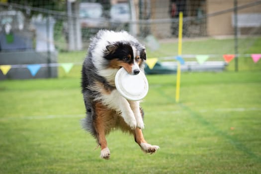 A dog is jumping to keep a freesbee. The sport is named : disc dog